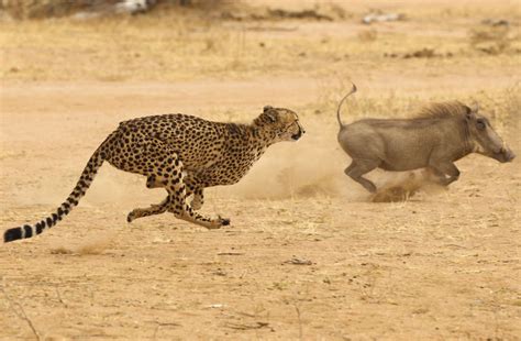 Carnivores Around The World 2025 𝚆𝚊𝚝𝚌𝚑 With Subtitles
